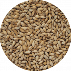 Hana Malt grain close-up | Heritage Malts from Crisp for brewing and distilling