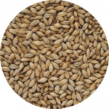 Hana Malt grain close-up | Heritage Malts from Crisp for brewing and distilling