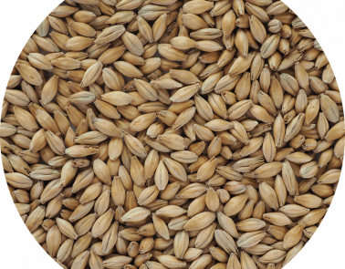 Hana Malt grain close-up | Heritage Malts from Crisp for brewing and distilling