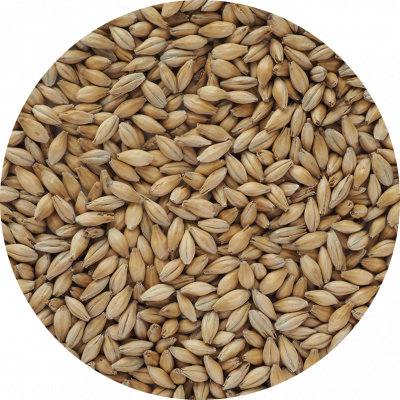 Hana Malt grain close-up | Heritage Malts from Crisp for brewing and distilling