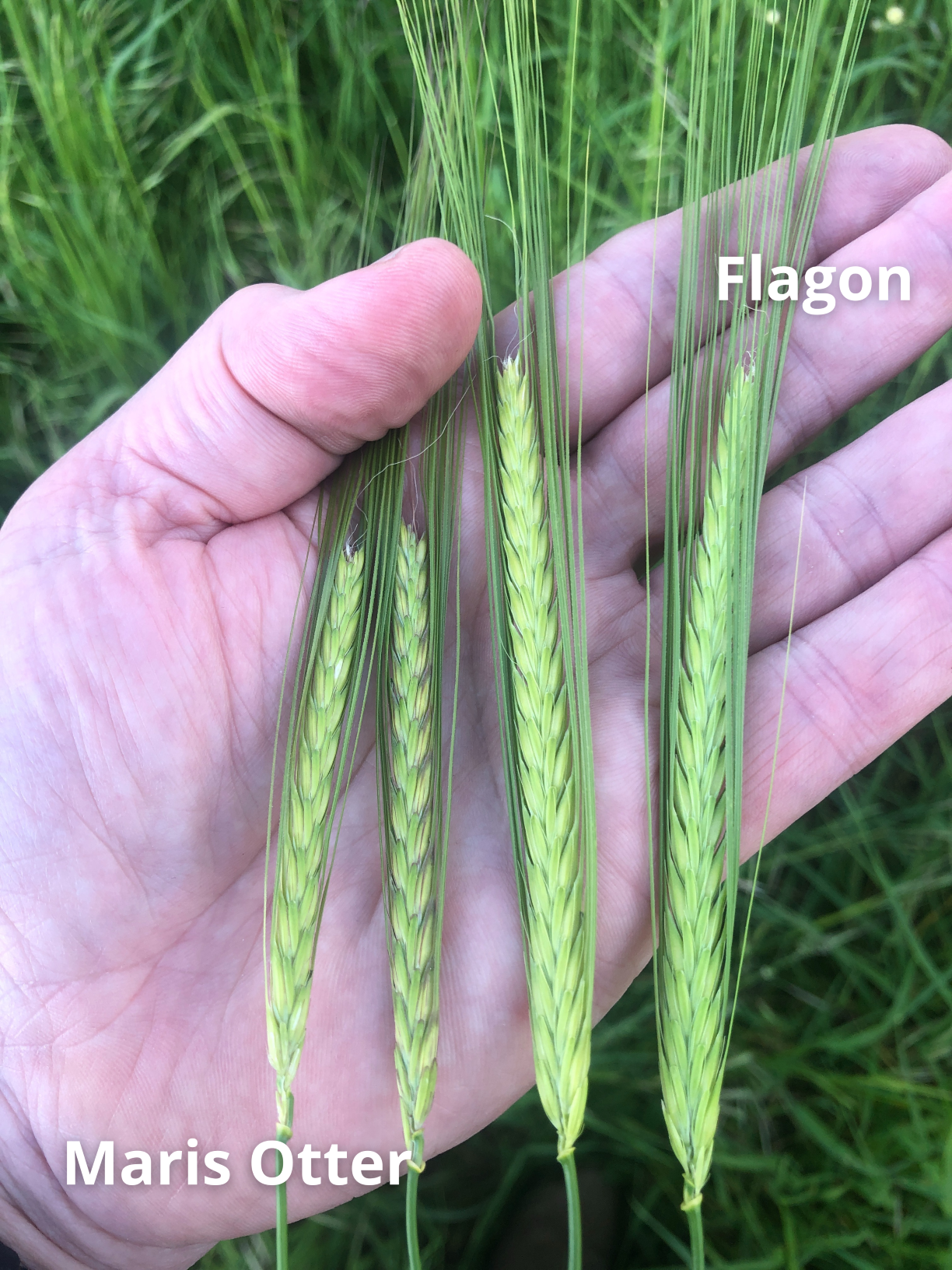 Maris Otter and Flagon Malting Barley on the Gayton Estate, Norfolk, June 21