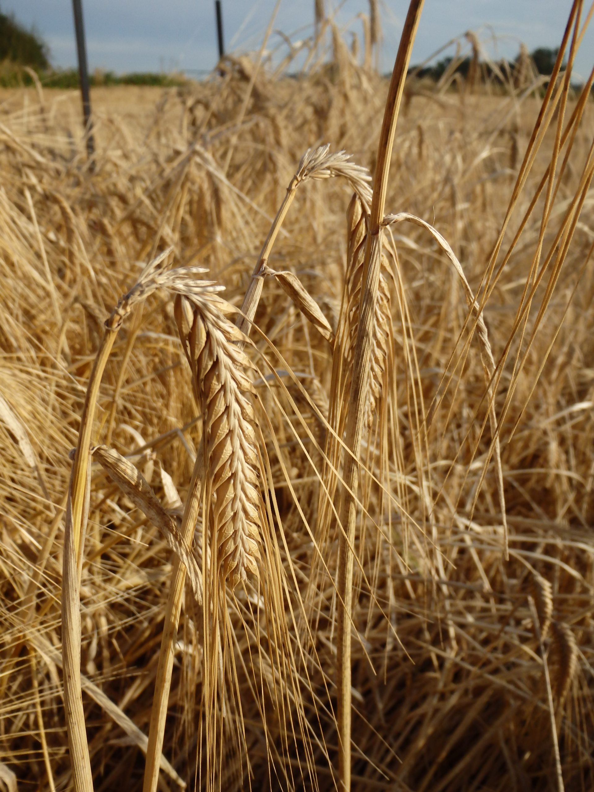 Plumage Archer Barley growing in Norfolk, UK