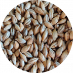 Chit Malt Grain - Craft Beer Brewing Malt from Crisp Malt