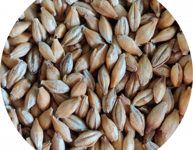 Chit Malt Grain - Craft Beer Brewing Malt from Crisp Malt