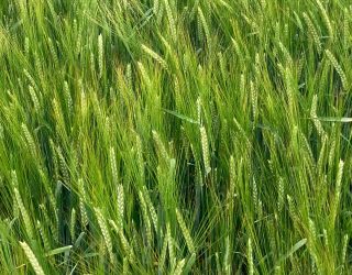 July Crop Update | British Malting Barley