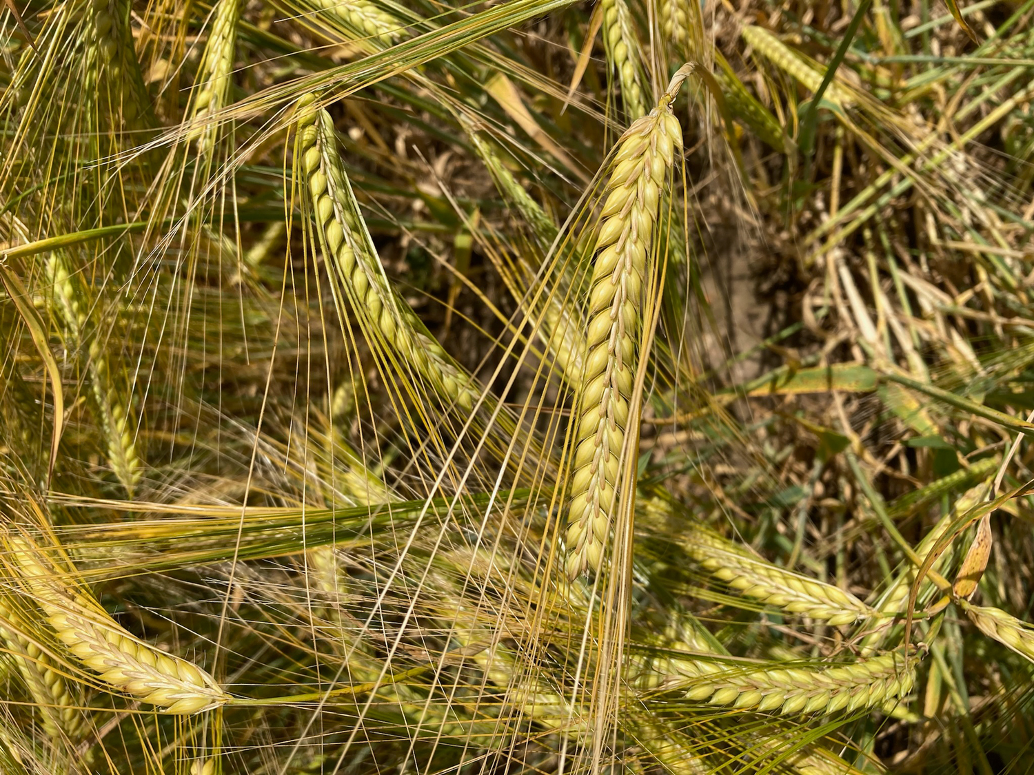 British two-row spring barley | malting barley | crop update