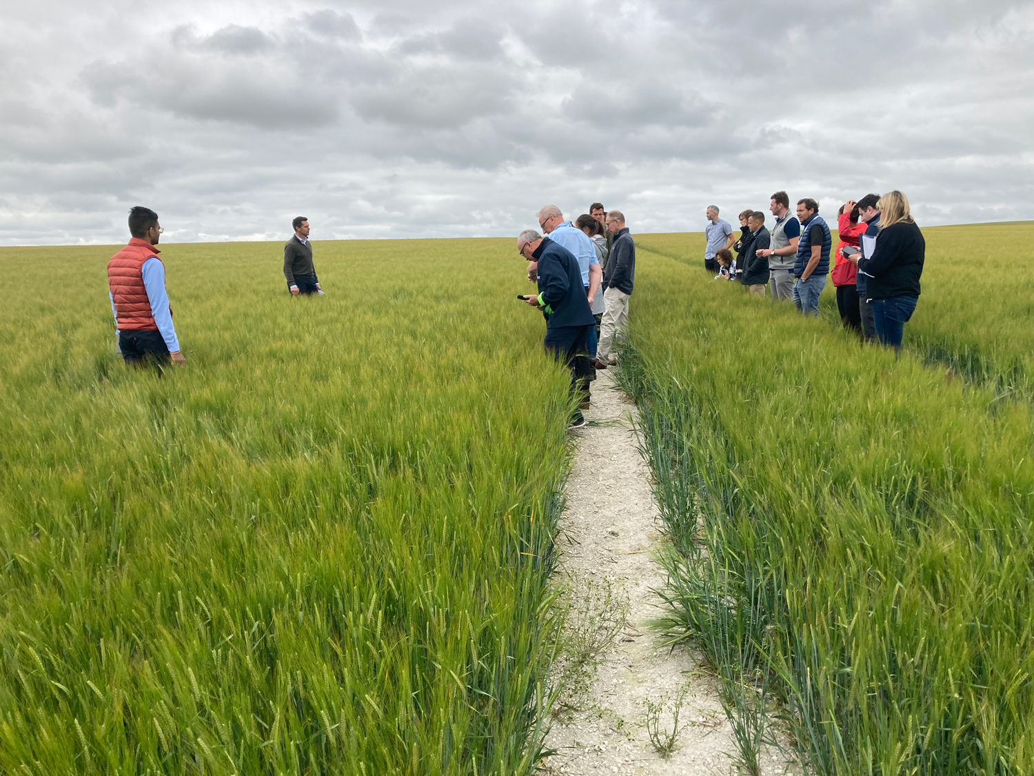 Crop update | Norfolk malting barley field walk | Crisp Malt July 2022