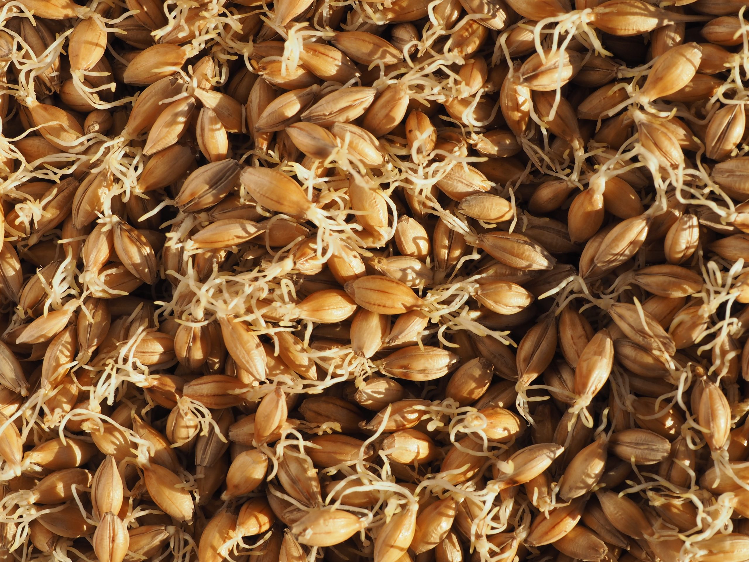 Crisp Malt | Maris Otter Germination