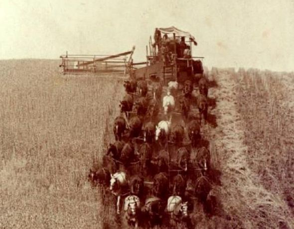 Crisp Malt | Historical image of a combine harvester being pulled by horses in a barley field in Norfolk