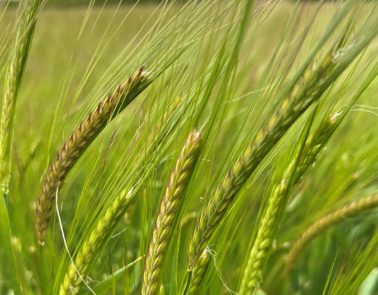 A field of green crops