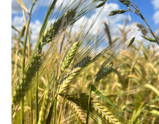 Barley growing in a field in Norfolk, England