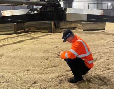 Callum bending down to inspect malt