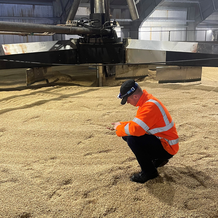 Callum McIntosh bending down to inspect malt at Portgordon