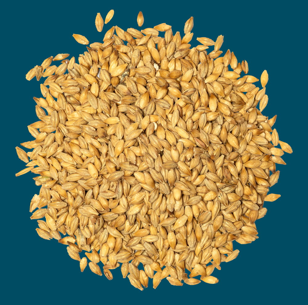 Crisp Malt | Chit Malt