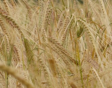 H Banham's Maris Otter 'Motherfield' - in secret plot in heart of N Norfolk barley growing country