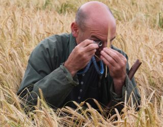 Man inspects Maris Otter
