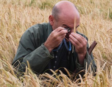 Man inspects Maris Otter