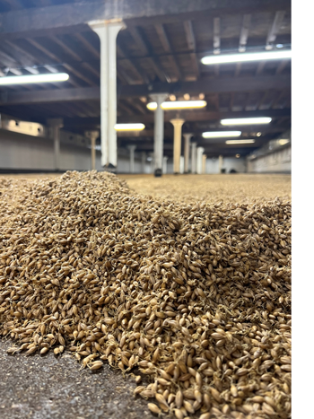 Heritage malts used for distilling on traditional floor malting at Great Ryburgh.