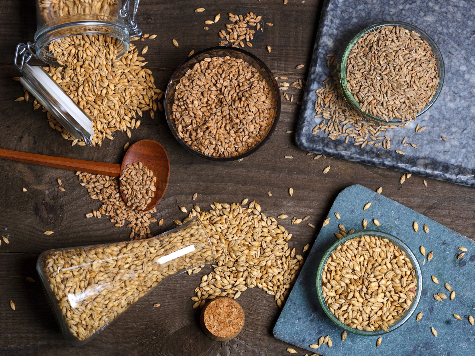 Malted barley grains, brewers malt used for low and no alcohol beers in containers and spilled onto a table.