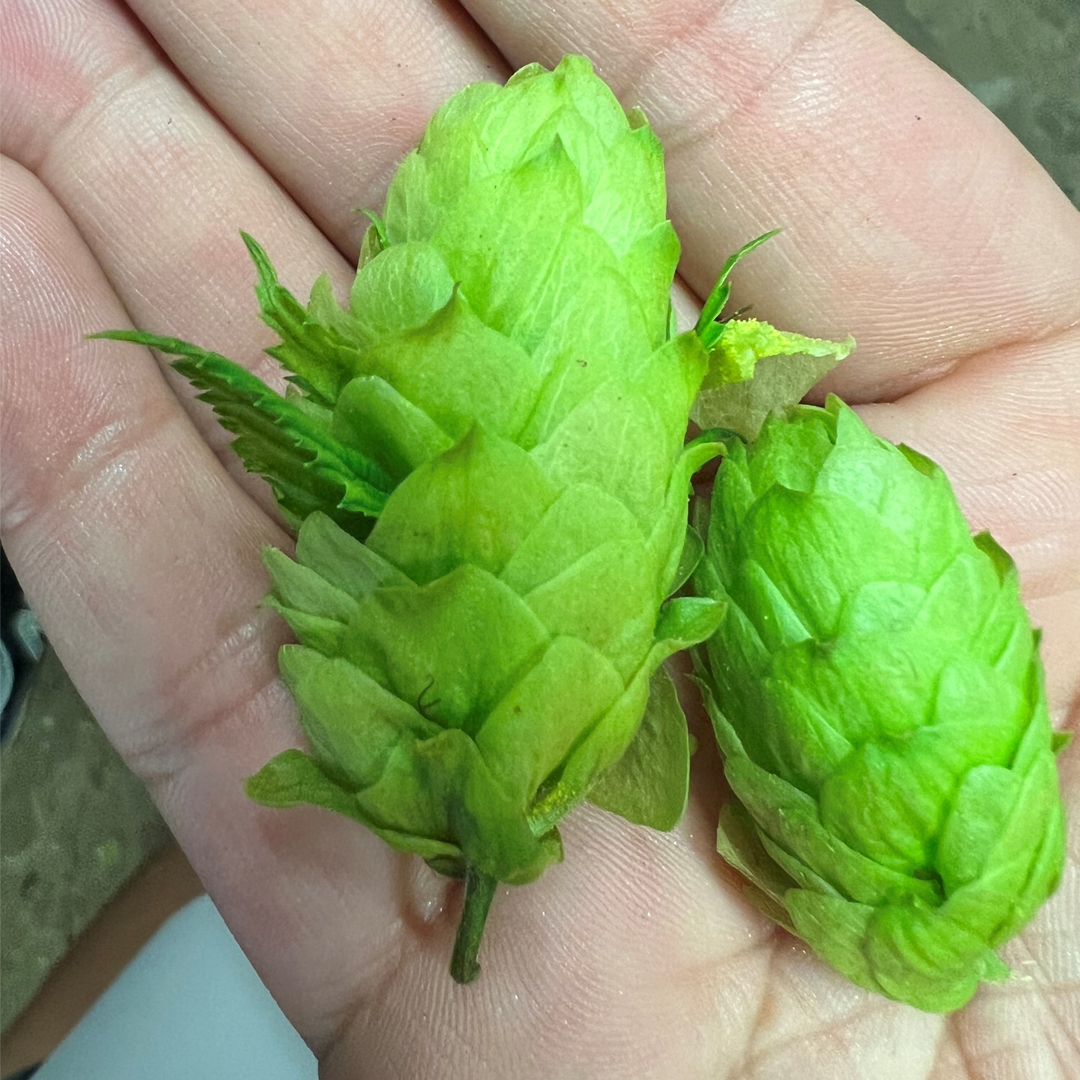 Hand holding green hops