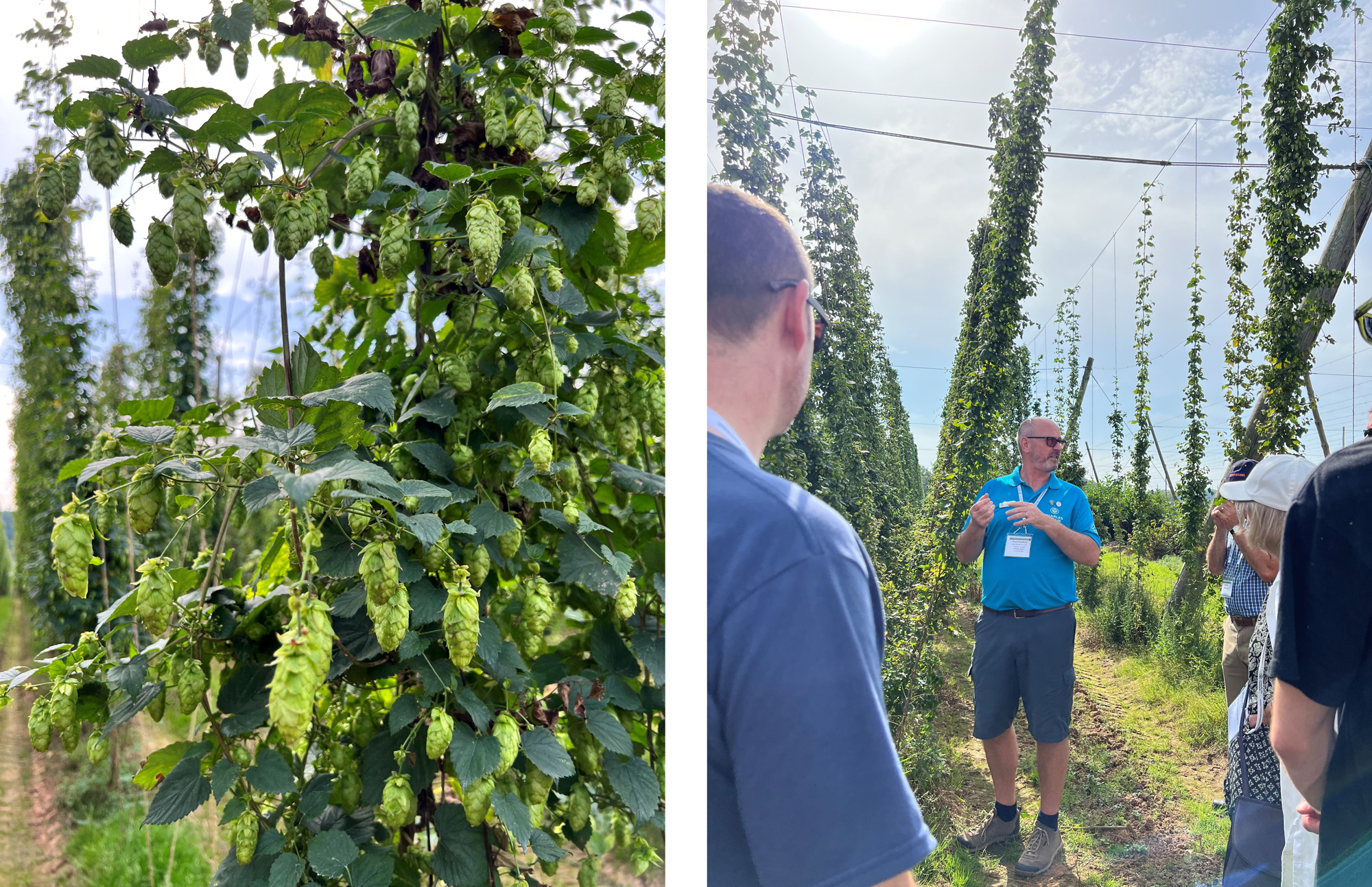 Large Green Hop Plants