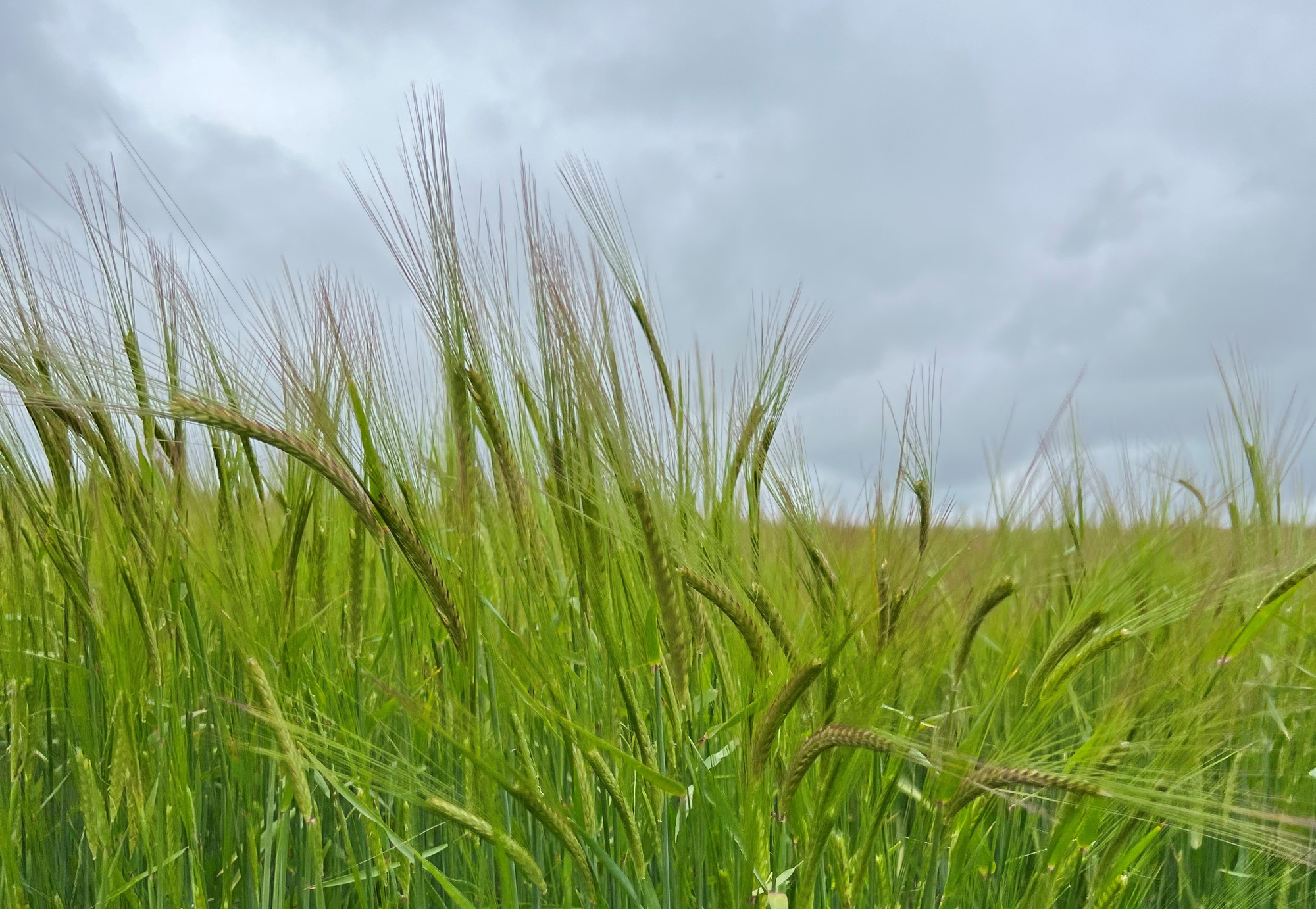 Field of Maris Otter