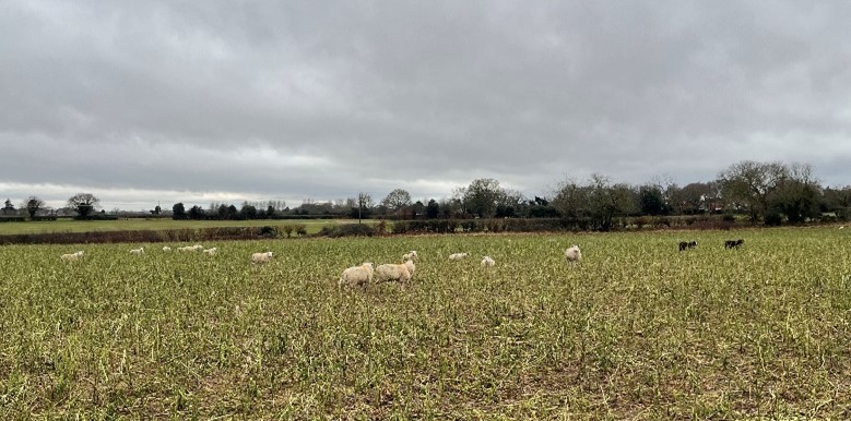 Sheep feed on winter field crops to help the organic matter in the soil.