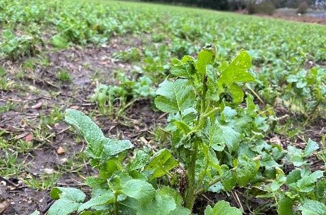 Fodder radish in a field, this crop is Ben’s cover crop of choice