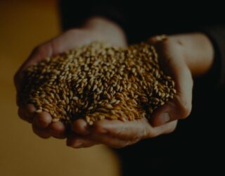 Hana malt - a two-row barley malt being held in two hands.