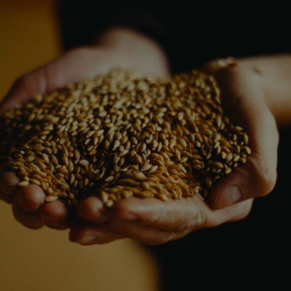 Hana malt - a two-row barley malt being held in two hands.