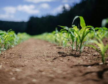 Picture of barley crowing in a field as an intro to our Sustainability Hub.