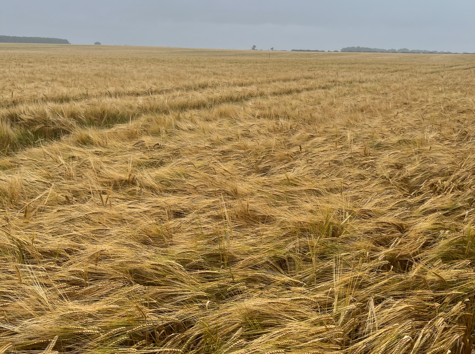 British barley crops growing in a Norfolk field before harvest