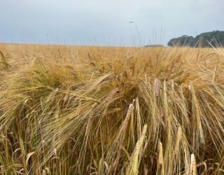 Growing barley crops in Norfolk for malting