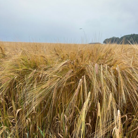 Growing barley crops in Norfolk, UK for malting