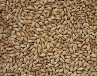 Chevallier malt - barely grains malted ready for brewing.
