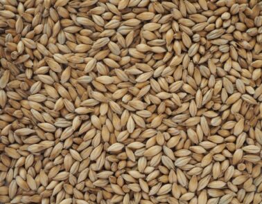 Chevallier malt - barely grains malted ready for brewing.
