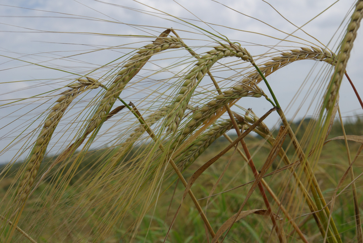 Chevallier barley growing in a field