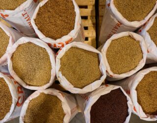 Malts for Dark Stouts