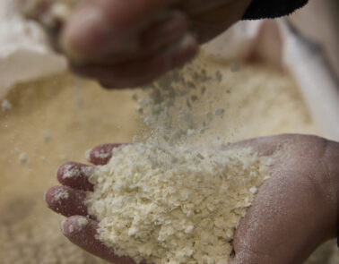 flaked torrefied rice being held in someones hand as part of Crisp's micronized & torrefied product range.