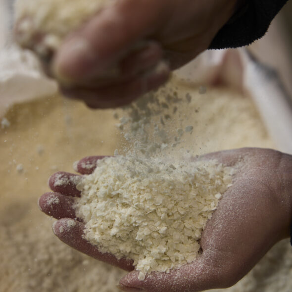 flaked torrefied rice being held in someones hand as part of Crisp's micronized & torrefied product range.