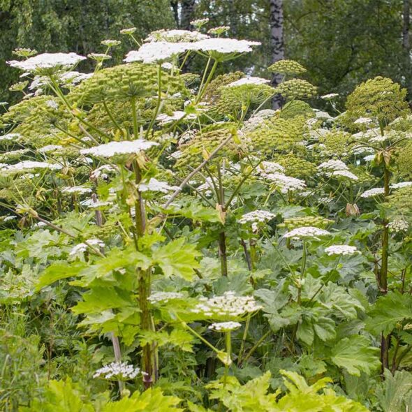Giant Hogweed Control in Scotland supported by Crisp Malt