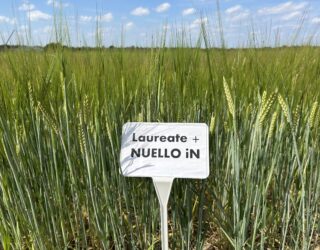 barley field with a crop sign that will be used fpr malting