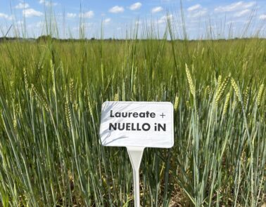 barley field with a crop sign that will be used fpr malting