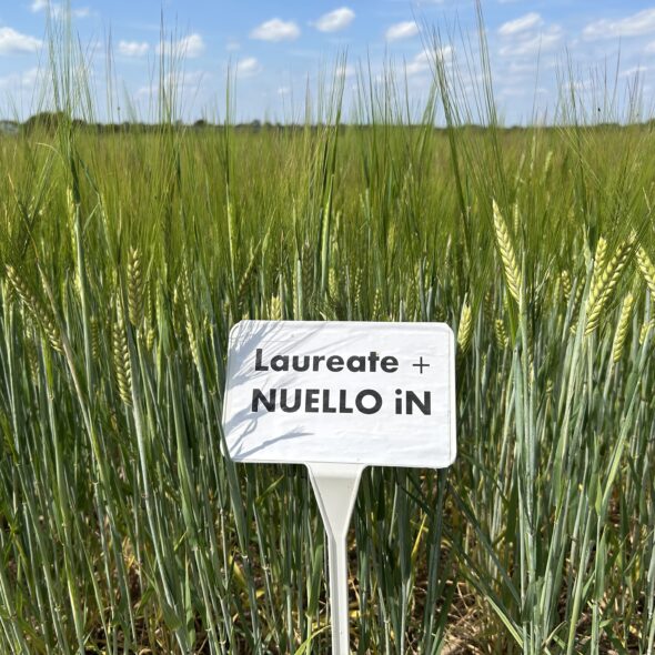 barley field with a crop sign that will be used fpr malting