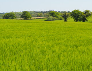 Barley being grown in a field before malting