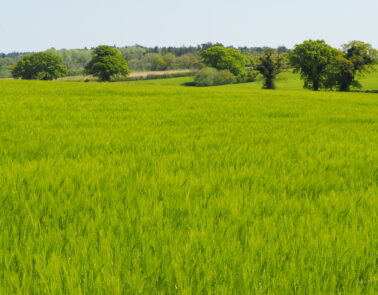 Barley being grown in a field before malting