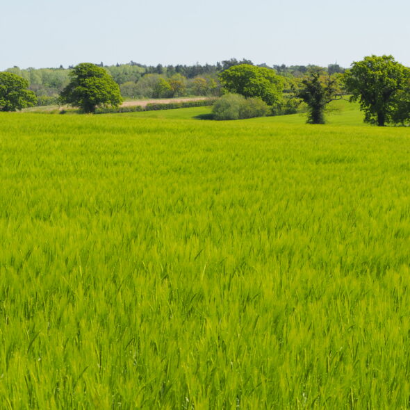 Barley being grown in a field before malting
