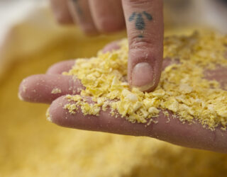 Crisp Flaked Torrefied Maize close up held in the palm of a hand over an open bag