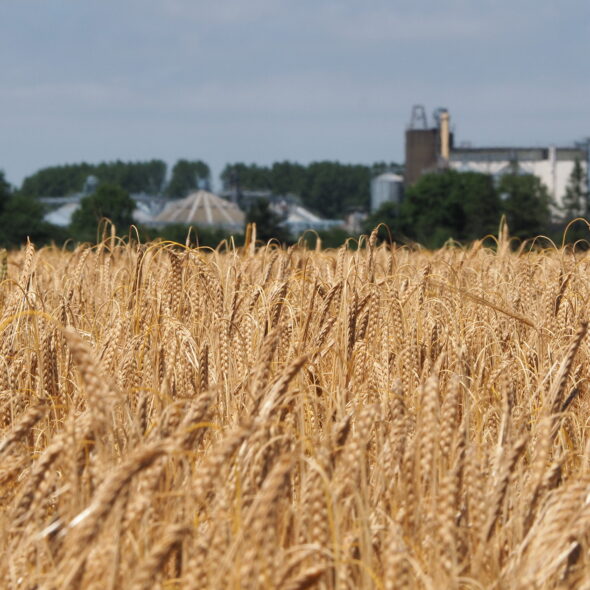 Malting barley crops across England, Scotland, Denmark and Poland ahead of harvest 2026